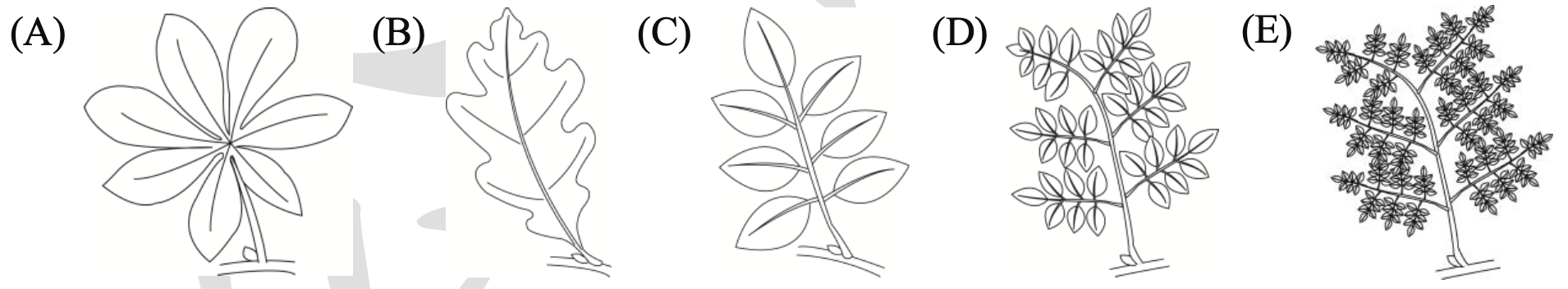 此題提供五個選項(A)到(E),每個選項都是一種植物葉子的示意圖,用以判斷葉序。選項(A)顯示一片單葉,葉緣有鋸齒。選項(B)顯示一片掌狀複葉,由多個小葉從一點呈放射狀長出。選項(C)顯示一片一回羽狀複葉,小葉沿著葉軸兩側排列。選項(D)顯示一片三出複葉,由三片小葉組成。選項(E)顯示一片二回羽狀複葉,其葉軸再次分枝,小葉著生於次級葉軸上。