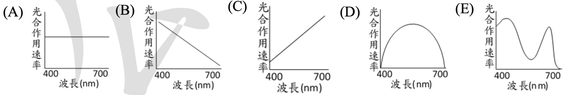 此題提供五個選項(A)到(E),每個選項都是一張作用光譜圖,橫軸為波長(nm)從400到700,縱軸為光合作用速率。選項(A)的曲線在藍紫光區(約430nm)和紅光區(約670nm)有兩個明顯的高峰,在綠光區(約550nm)則為低谷。選項(B)的曲線在綠光區(約550nm)有一個高峰,而在藍光和紅光區較低。選項(C)的曲線從藍光區(400nm)開始為最高點,隨波長增加而速率持續下降。選項(D)的曲線在紅光區(700nm)為最高點,隨波長減少而速率持續下降。選項(E)的曲線在整個可見光譜範圍內(400-700nm)呈現一個寬廣的單一高峰,峰值約在550nm。