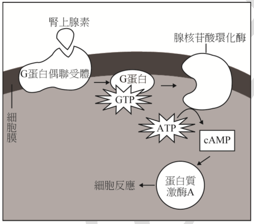 此圖顯示細胞訊息傳導路徑。細胞膜外,腎上腺素分子與G蛋白偶聯受體結合。在細胞膜內,此結合活化了G蛋白,G蛋白進而與GTP結合。活化的G蛋白接著活化了腺核苷酸環化酶。腺核苷酸環化酶催化ATP轉化為cAMP。cAMP接著活化蛋白質激酶A,引發後續的細胞反應。整個過程發生在細胞膜上及細胞質內。