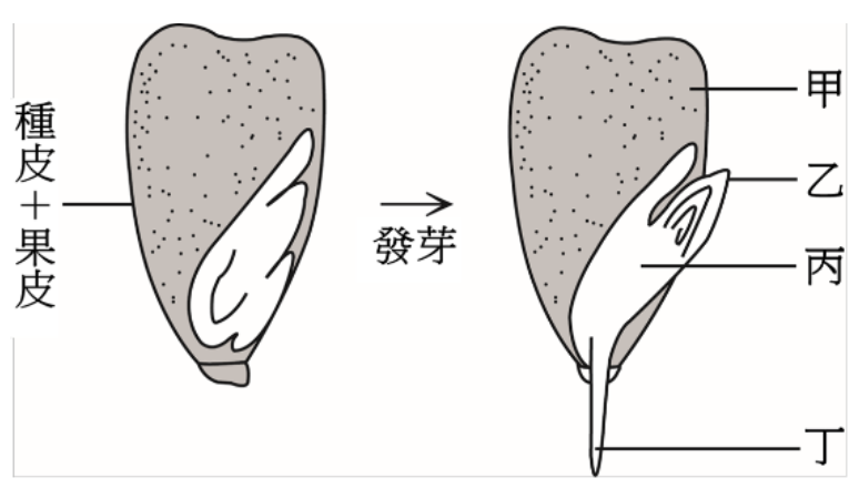 圖中包含一顆玉米粒的剖面圖，以及其發芽後的示意圖。左側的玉米粒剖面圖標示了「種皮+果皮」，並指出上半部的胚乳為「甲」，下半部的胚為「乙」。右側的發芽示意圖顯示，向上生長的構造為「丙」，向下生長的構造為「丁」。