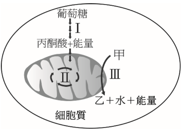 此圖為細胞呼吸示意圖。圖中顯示葡萄糖經過反應 I（糖解作用）產生丙酮酸和能量，此過程發生在細胞質中。接著丙酮酸和反應物甲進入反應 II（克氏循環），再進入反應 III（電子傳遞鏈），最終產生乙、水和能量。反應 II 和 III 發生在一個胞器中。