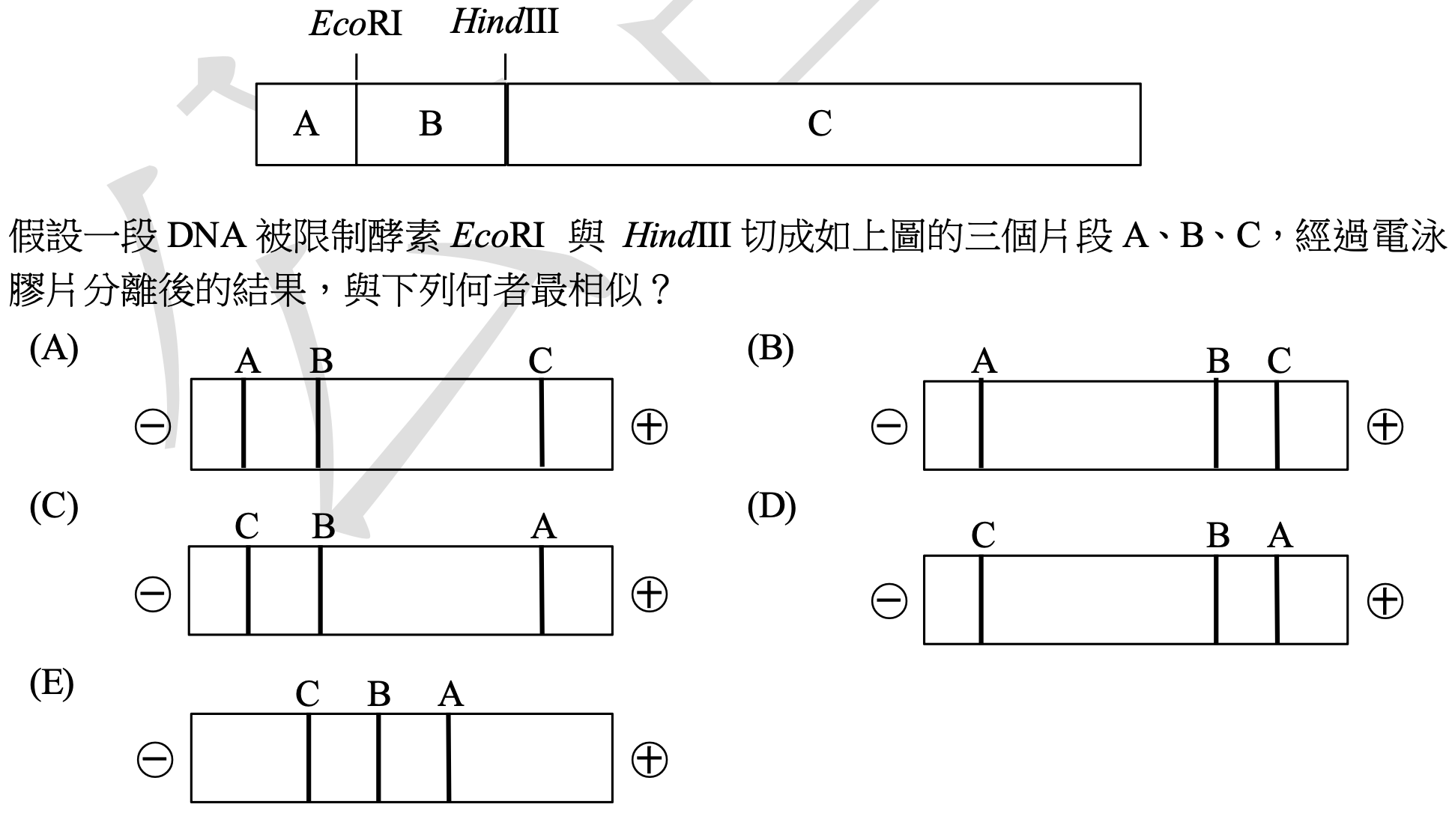 上方示意圖顯示一段DNA，被兩個限制酶切位點EcoRI和HindIII切成三個片段，從左到右依序標示為A、B、C。片段A和B相鄰，片段B和C相鄰。