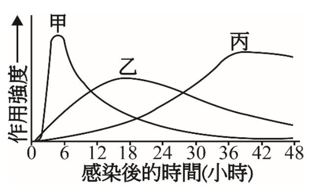 一個二維座標圖,X軸為「感染後的時間(小時)」,刻度從0到48,間隔為6。Y軸為「作用強度」,沒有刻度。圖中有三條曲線,分別標示為甲、乙、丙。曲線甲從0小時開始快速上升,約在6-12小時達到高峰,然後下降。曲線乙從約6小時後開始上升,在24小時左右達到高峰,然後緩慢下降。曲線丙從約12小時後才開始緩慢上升,在48小時處仍在上升趨勢中。