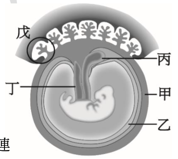 一個哺乳類動物胚胎的示意圖。圖中央是一個環狀的胚胎結構,標示為「丁」。丁的內部是胚胎。丁的外圍依序有三層膜。最內層緊貼丁的膜標示為「甲」。甲的外層是「乙」。最外層的膜標示為「丙」。在圖的右上方,有一個結構連接到最外層的丙,標示為「戊」。