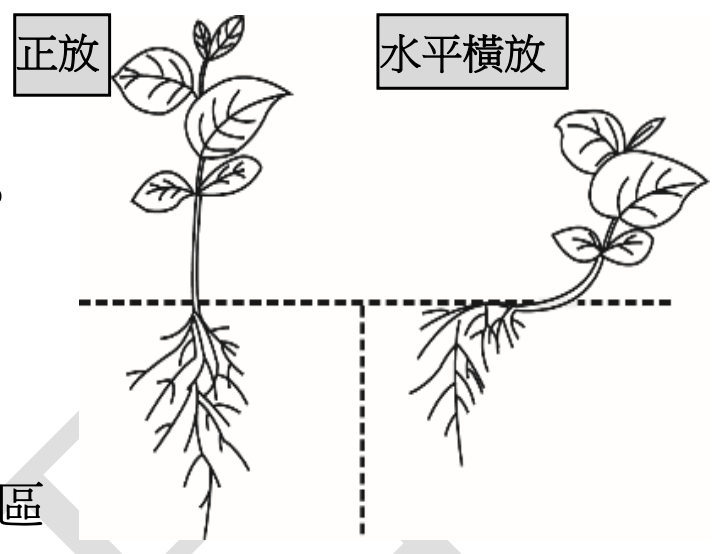 圖示兩株植物的生長情況。左圖標示「正放」,植物直立生長,根向下,莖向上。右圖標示「水平橫放」,植物的莖被水平放置,其莖的末端向上彎曲生長,根的末端則向下彎曲生長。