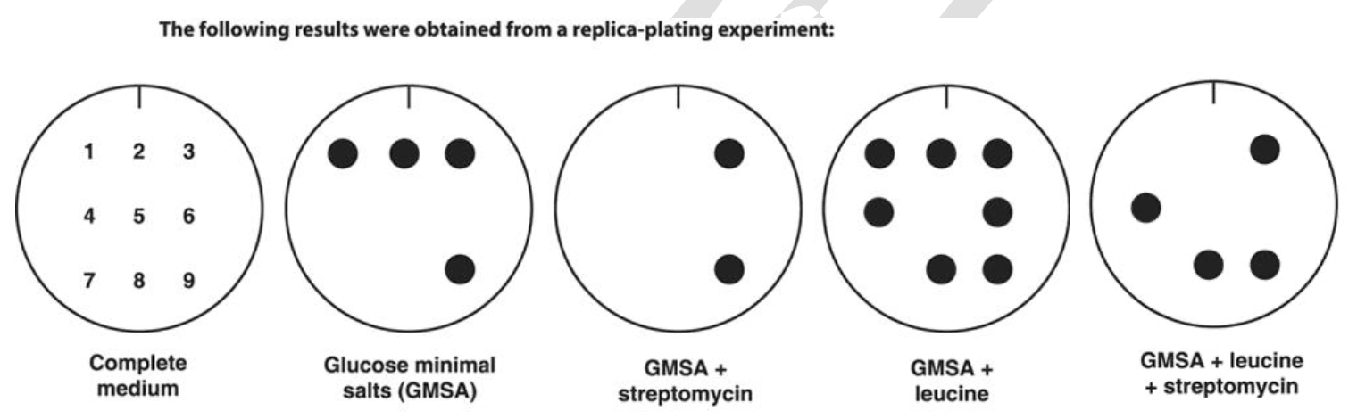 此為複製點印轉漬實驗(replica-plating experiment)的結果圖。九個菌株編號 1-9 以 3x3 網格排列 (上排 1/2/3、中排 4/5/6、下排 7/8/9)，依序點殖到五個培養皿上。由左至右各皿菌落生長位置如下：(1) Complete medium：為母盤位置標示參考 (所有菌株皆能生長)。(2) Glucose minimal salts (GMSA)：1、2、3、9 號生長。(3) GMSA + streptomycin：3、9 號生長。(4) GMSA + leucine：1、2、3、4、6、8、9 號生長。(5) GMSA + leucine + streptomycin：3、4、8、9 號生長。