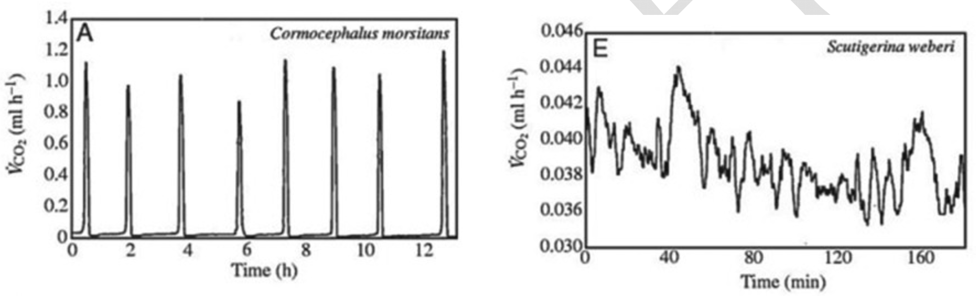 圖中包含兩個圖表。左圖標題為 Cormocephalus morsitans,X軸為時間(Time (h)),範圍從0到12。Y軸為 Vco₂ (ml h⁻¹),範圍從0到1.4。圖中顯示一系列不規則的尖峰,峰值約在1.0到1.2之間,週期性出現。右圖標題為 Scutigerina weberi,X軸為時間(Time (min)),範圍從0到160。Y軸為 Vco₂ (ml h⁻¹),範圍從0.036到0.046。圖中顯示一條連續波動的曲線,數值在0.038到0.044之間震盪。