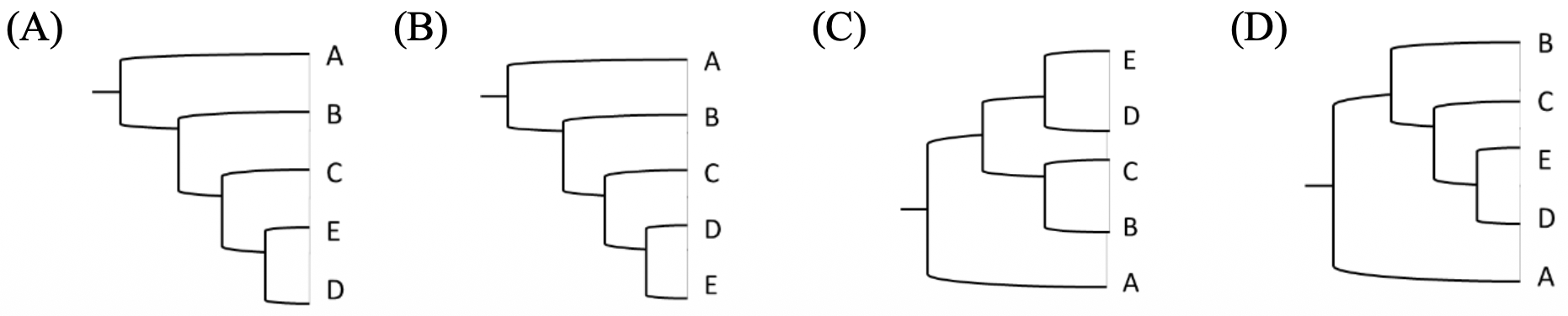 四張演化樹圖(A)、(B)、(C)、(D)，皆表示五個物種A、B、C、D、E的親緣關係。(A)圖中，A和B為姊妹群，D和E為姊妹群，此兩群再與C構成一個更大的演化支。(B)圖中，A和B為姊妹群，它們與C構成一個演化支，此演化支再與D構成一個更大的演化支，E為最外群。(C)圖中，E和D為姊妹群，B和A為姊妹群，此兩群再與C構成一個更大的演化支。(D)圖中，B和C為姊妹群，D和A為姊妹群，此兩群再與E構成一個更大的演化支。