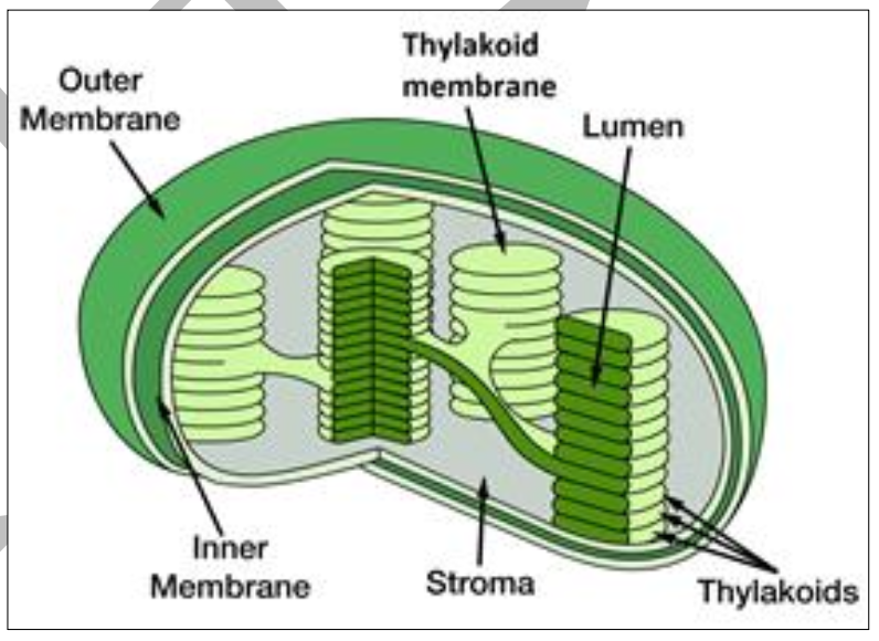 葉綠體的結構示意圖。由外向內標示有外膜(Outer Membrane)和內膜(Inner Membrane)。內部充滿基質(Stroma)。基質中有多個由類囊體(Thylakoids)堆疊成的葉綠餅。單個類囊體的內部空間標示為內腔(Lumen)，其膜標示為類囊體膜(Thylakoid membrane)。