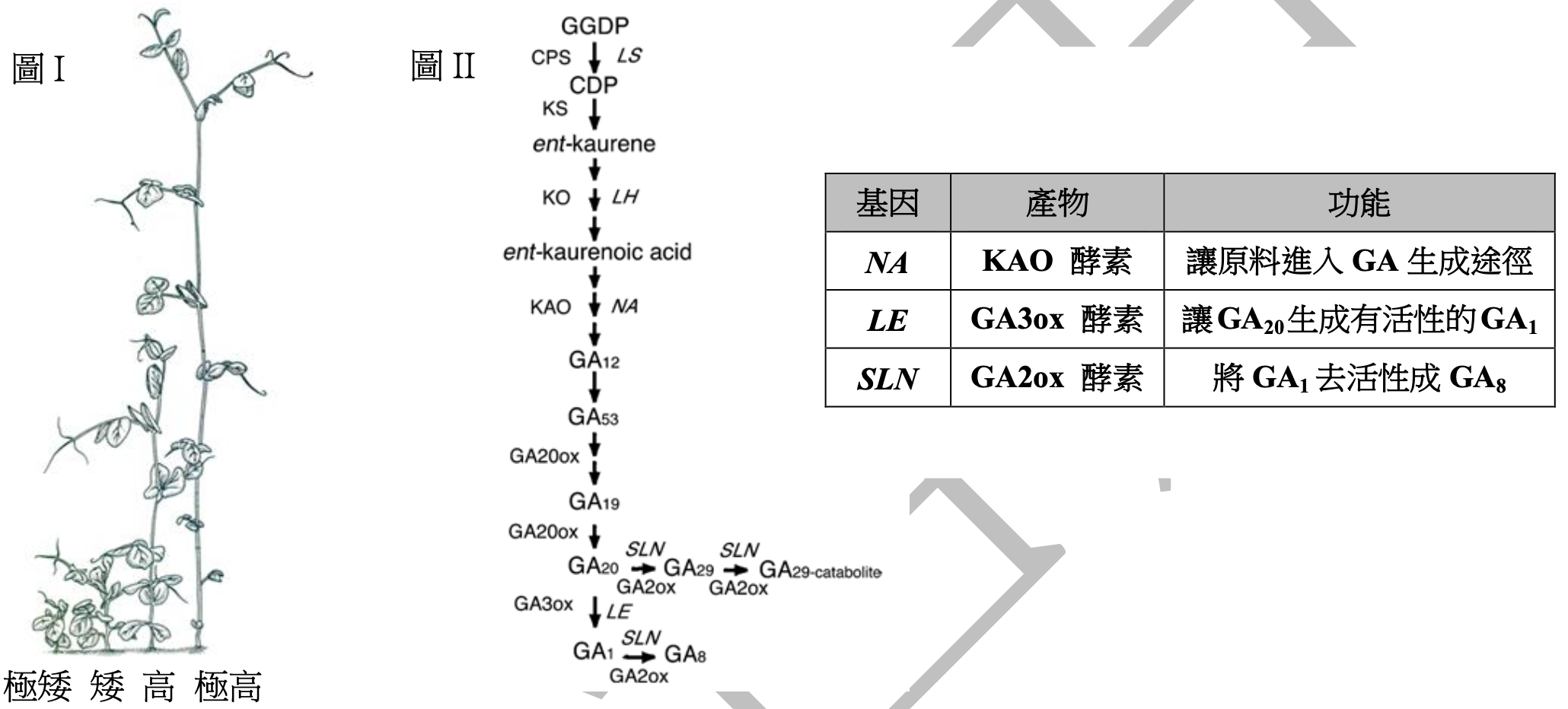 此題組包含三個部分：圖I顯示四種不同高度的豌豆植株，分別標示為極矮、矮、高、極高。圖II是一個生化路徑圖，描述了植物賀爾蒙GA₁的合成與代謝過程，起始物為GGDP，經過一系列由CPS、LS、KS、KO、LH、KAO、GA20ox、GA3ox等酵素催化的反應，生成有活性的GA₁。路徑中也顯示GA₁可被GA2ox酵素代謝為無活性的GA₈。旁邊的表格整理了三個關鍵基因(NA, LE, SLN)與其對應的酵素產物及功能：NA基因產生KAO酵素，催化早期步驟；LE基因產生GA3ox酵素，催化生成GA₁；SLN基因產生GA2ox酵素，使GA₁去活性。