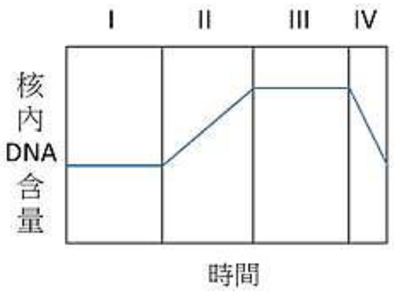 一個座標圖，X軸為時間，Y軸為核內DNA含量。圖中曲線顯示細胞週期中DNA含量的變化：在第I階段，DNA含量為一個單位；在第II階段，DNA含量逐漸加倍至兩個單位；在第III階段，DNA含量維持在兩個單位；在第IV階段，DNA含量減半回到一個單位。