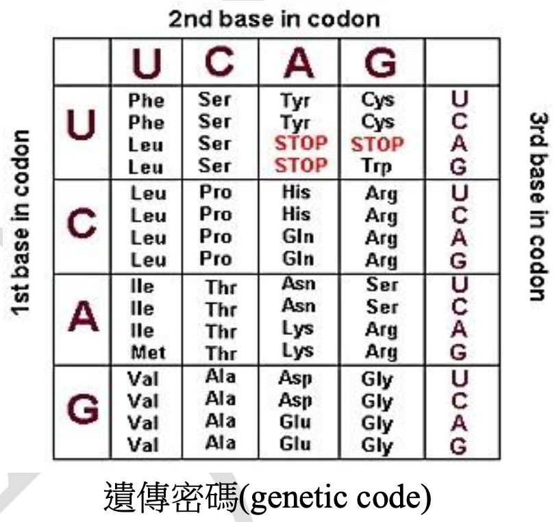 一張遺傳密碼表，標題為「遺傳密碼(genetic code)」。表格的列由「1st base in codon」標記，依序為 U, C, A, G。表格的欄由「2nd base in codon」標記，依序為 U, C, A, G。每個單元格內有四個密碼子，由右側的「3rd base in codon」決定，依序為 U, C, A, G。表格內容顯示了64個密碼子對應的胺基酸或終止密碼子(STOP)。例如，UUU和UUC對應Phe，UUA和UUG對應Leu。AUG對應Met。UAA, UAG, UGA為STOP密碼子。
