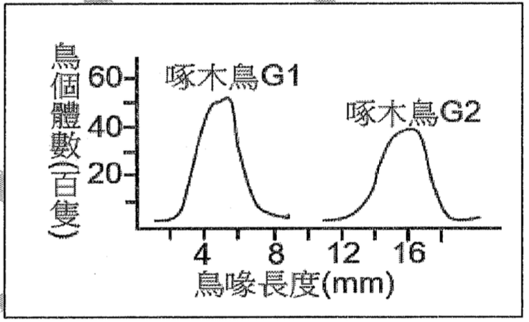 一個長條圖，顯示兩種啄木鳥(G1和G2)的鳥喙長度分佈。X軸為鳥喙長度(mm)，範圍從4到16。Y軸為鳥個體數(百隻)，範圍從0到60。圖中顯示兩個分佈曲線。標示為'啄木鳥G1'的曲線峰值在鳥喙長度約7-8mm處。標示為'啄木鳥G2'的曲線峰值在鳥喙長度約11-12mm處。兩個物種的鳥喙長度分佈幾乎沒有重疊。